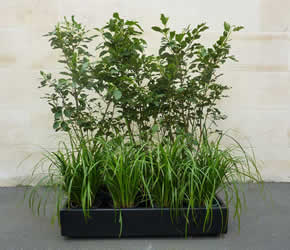 Native Shrubs and Grass (Trough)